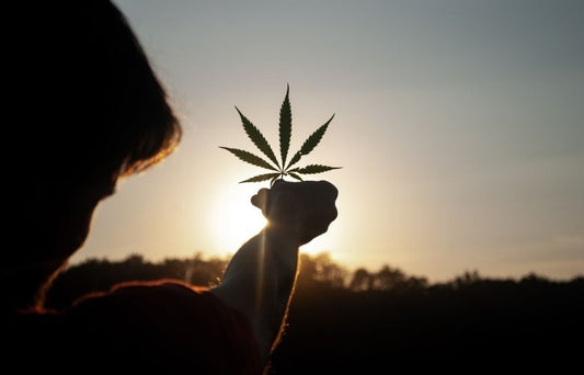 Von Bioverfügbarkeit bis Tinkturen: Ihr ultimatives CBD Glossar