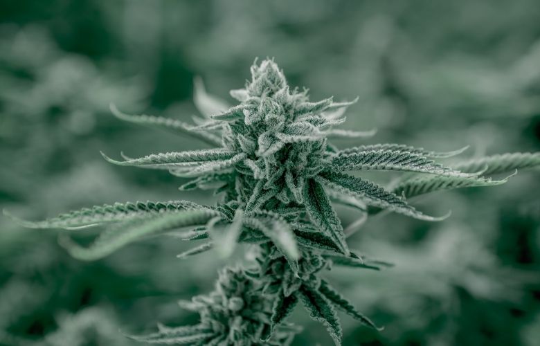 Die 5 Top CBD Mythen – Mythen versus Fakten