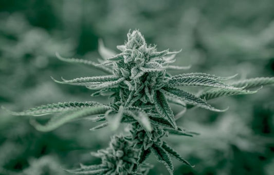 Die 5 Top CBD Mythen – Mythen versus Fakten